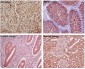 Anti-GAPDH Rabbit Monoclonal Antibody